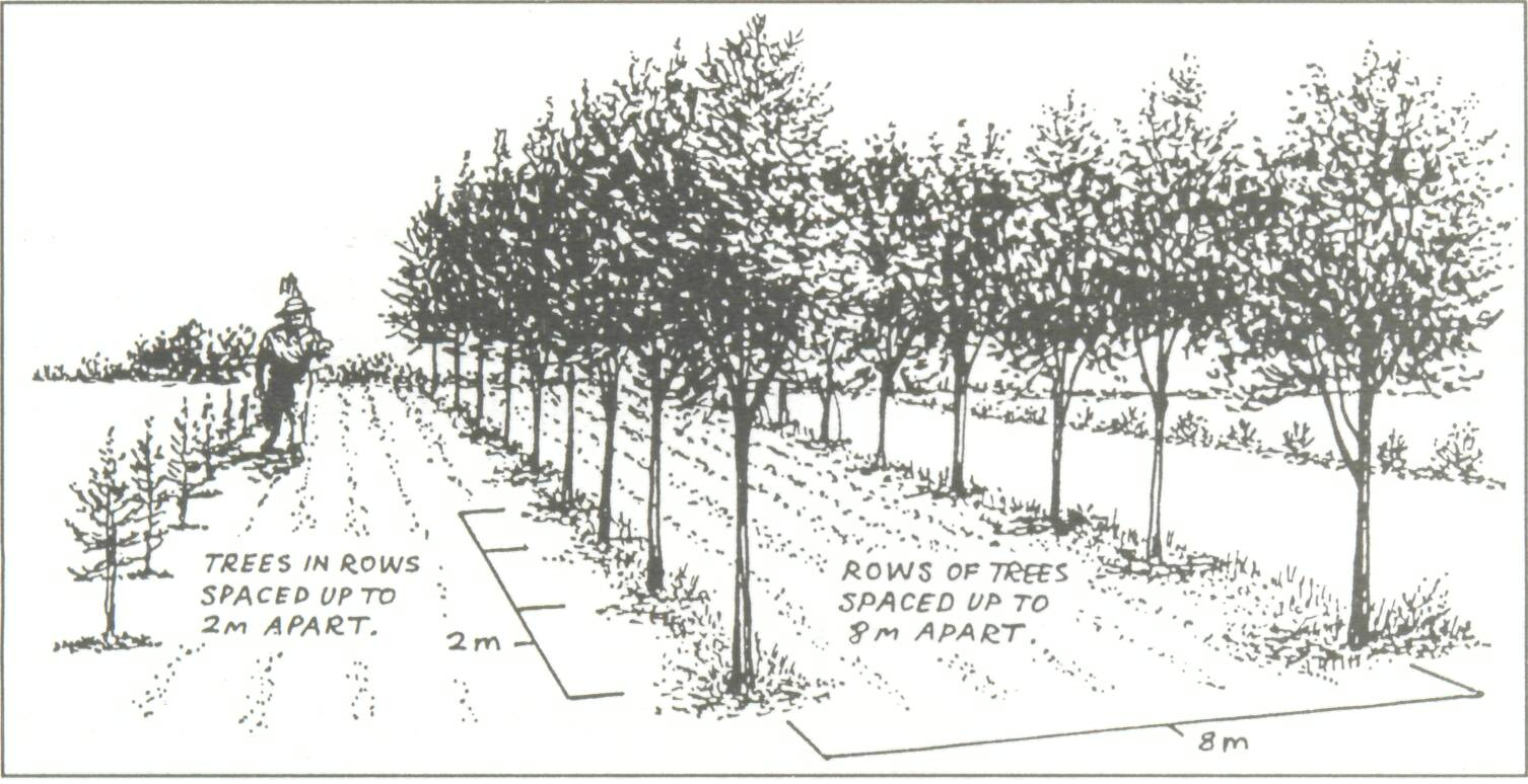 Drawing of tree rows and the alleys inbetween.